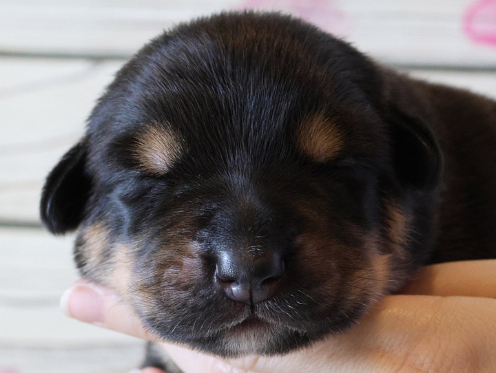 chinook puppy